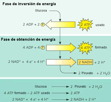 Fases de la ruta metabólica de la glucólisis Fases de la ruta metabólica de la glucólisis