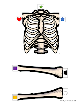 Thrifty in Third Grade: Skeletal System