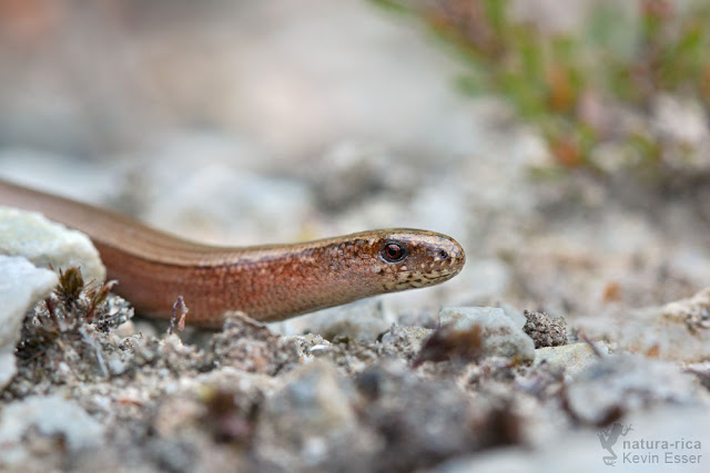 Slow Worm - Anguis fragilis