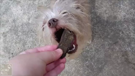 Bailey trying out some beef heart treats