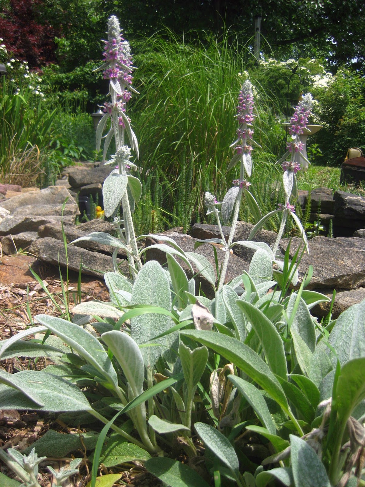 Meadow Muffin Gardens Lamb's Ear, the Bee Pet a Plant
