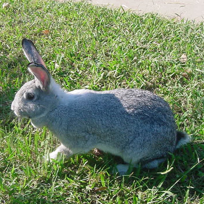 PETS Chinchilla Rabbit