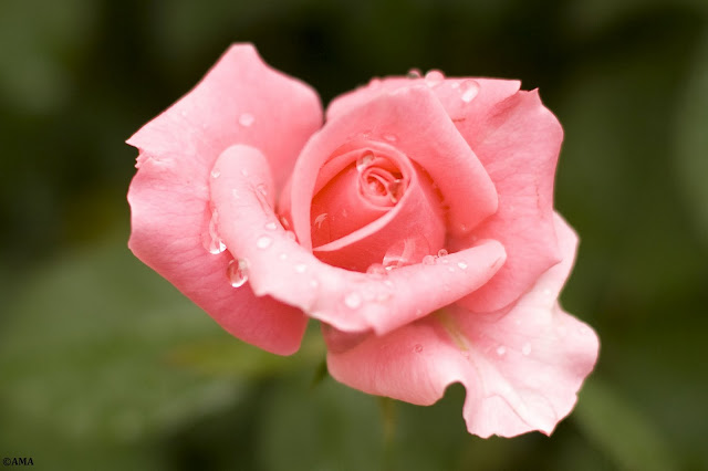 Trandafir Polyantha