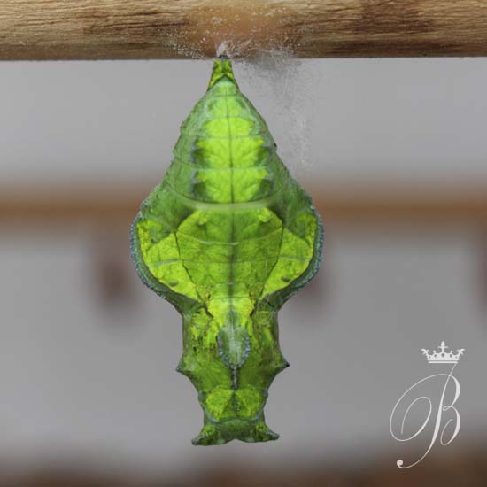 Photography By B.Blackwell Chrysalis Butterfly House Blenheim Palace