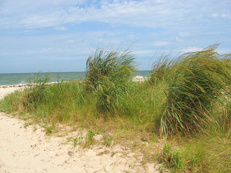 Corn Pudding from Hilda Crockett's Chesapeake House The Kitchen is My