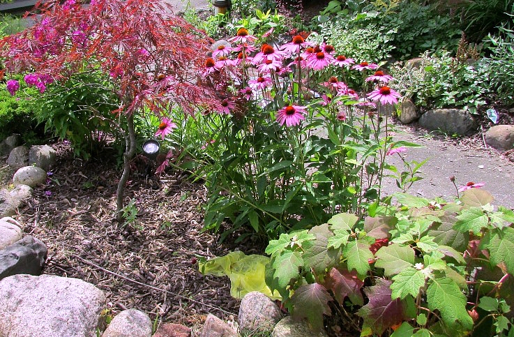 Limelight Hydrangeas In Bloom