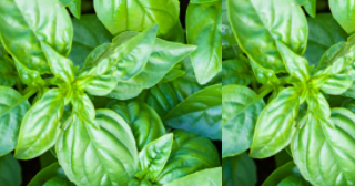 Basil meaning in hindi, Spanish, tamil, telugu, malayalam, urdu