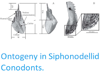https://sciencythoughts.blogspot.com/2016/12/ontogeny-in-siphonodellid-conodonts.html