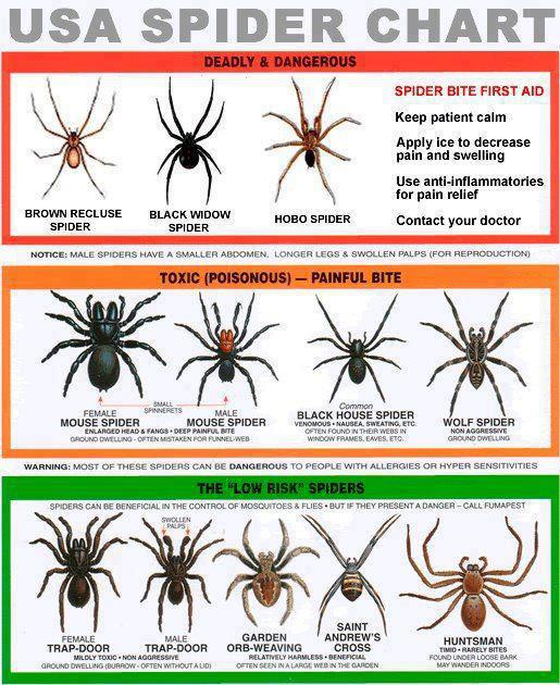 USA Spider Chart