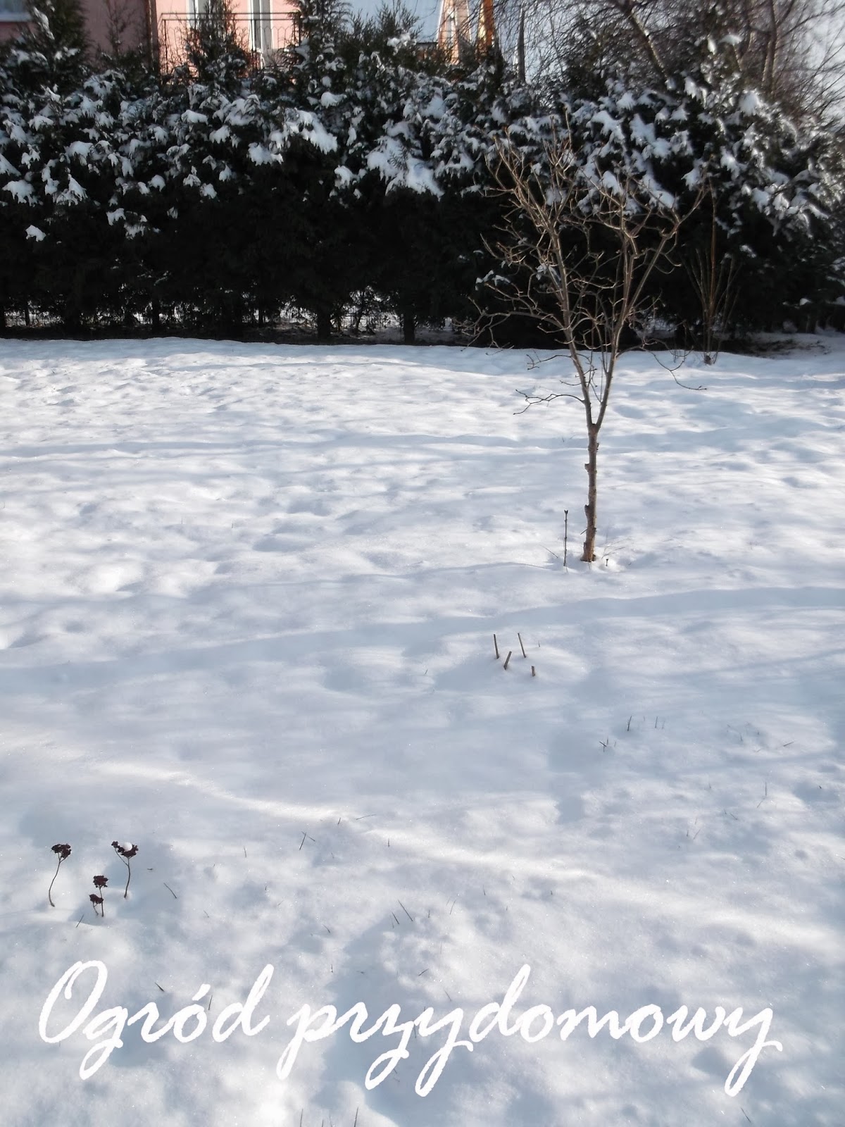 śnieg w ogrodzie, ogród przydomowy