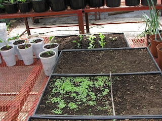 seed germination flats seed germination flats