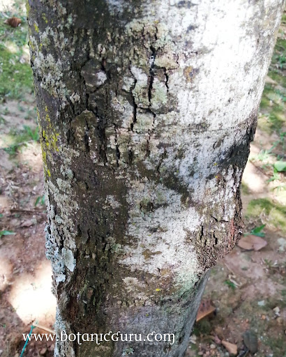 Shorea acuminata, Light Red Meranti, Red Lauan trunk