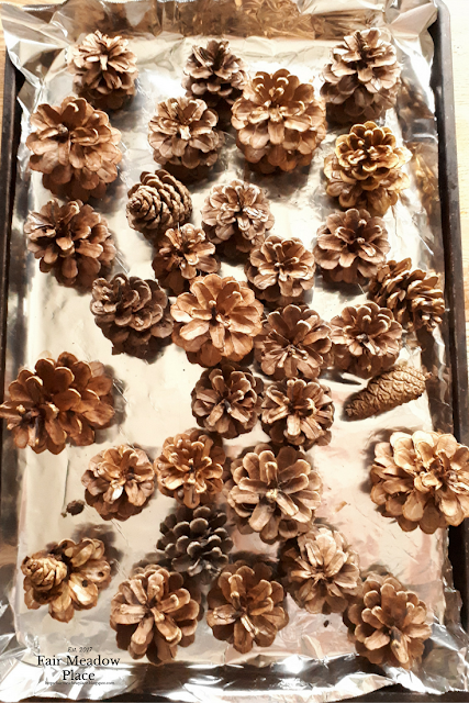 Collecting & Using Pinecones