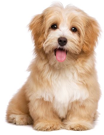 pet take care near me