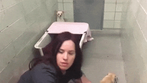 새끼를 다시 만난 어미개 반응