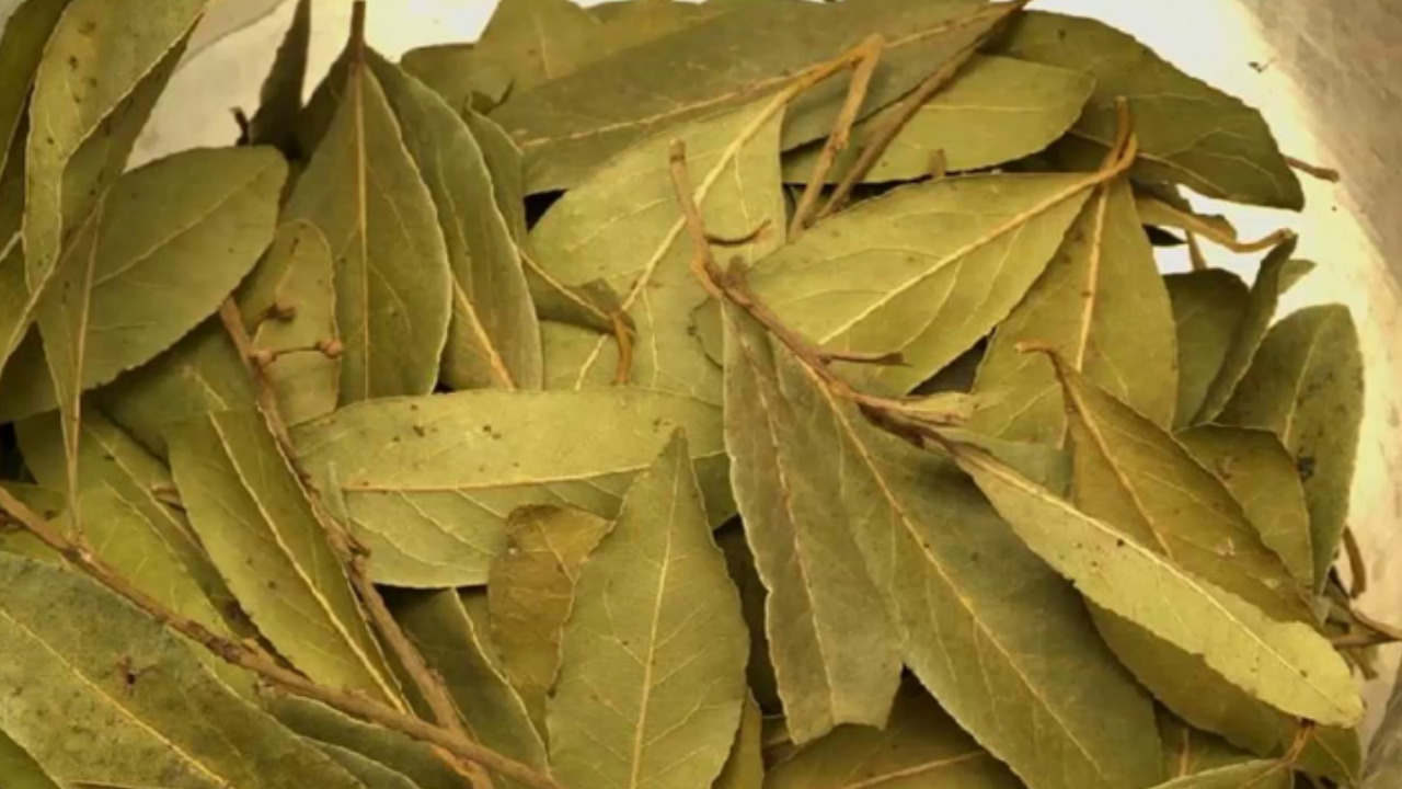 La hoja de laurel es una bendición de DIOS, combate insomnio, azúcar