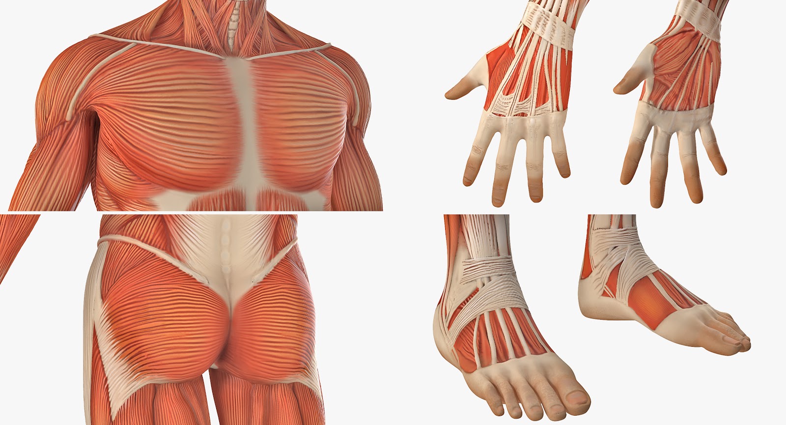 3d models for professionals: Male Anatomy Muscular System 3D model