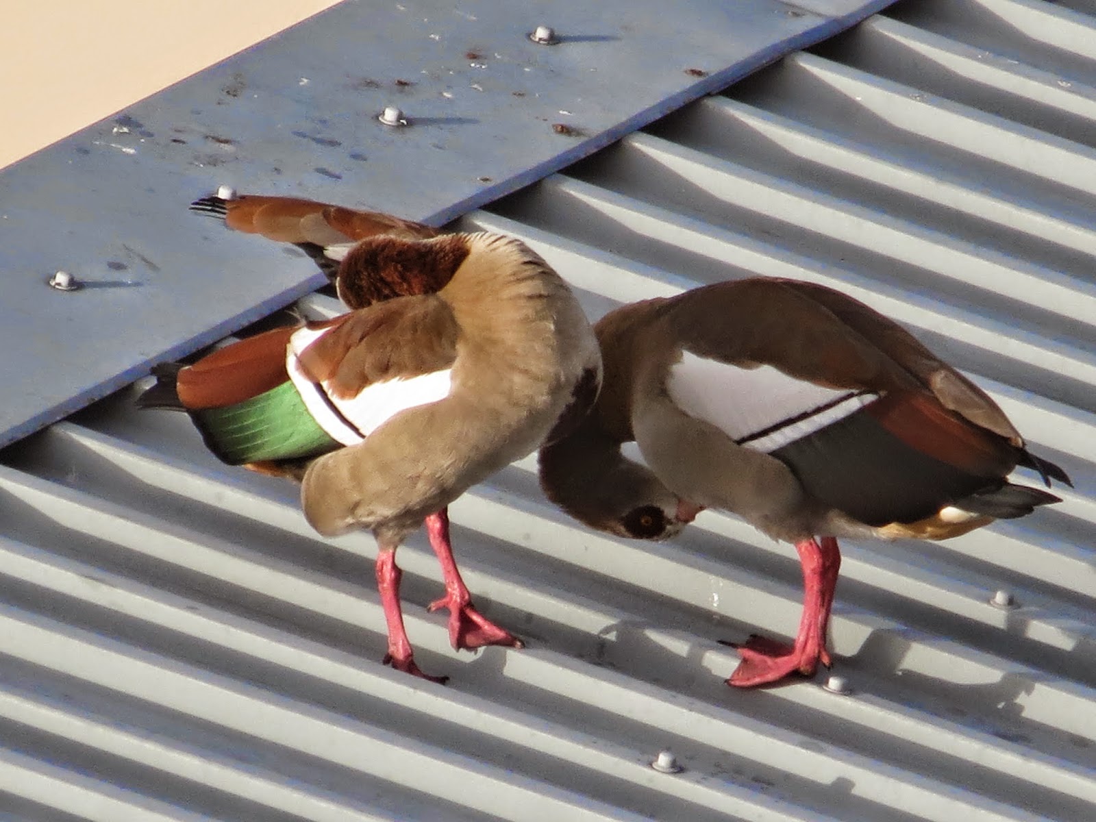 Egyptian Geese: Canon PowerShot SX40 HS Super (Digital) Zoom Demo