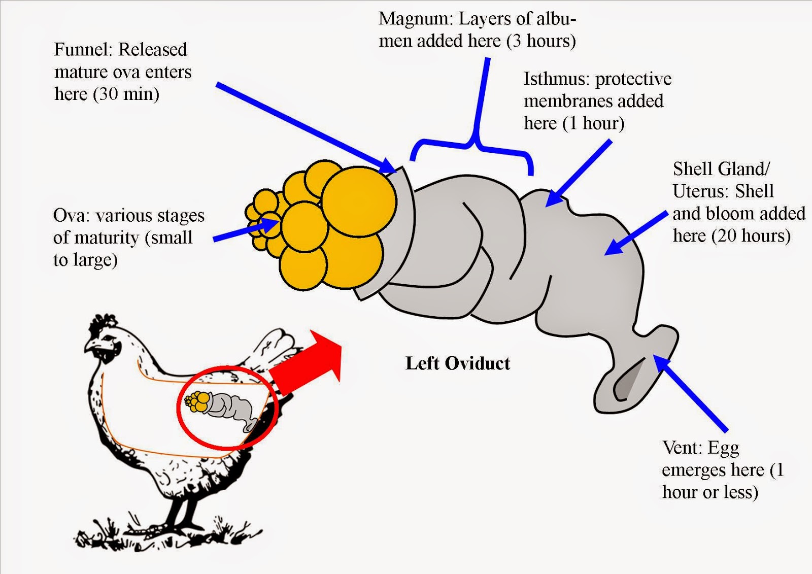 Как спаривается петух. Репродуктивная система кур. Репродуктивная система курицы. Строение курицы.