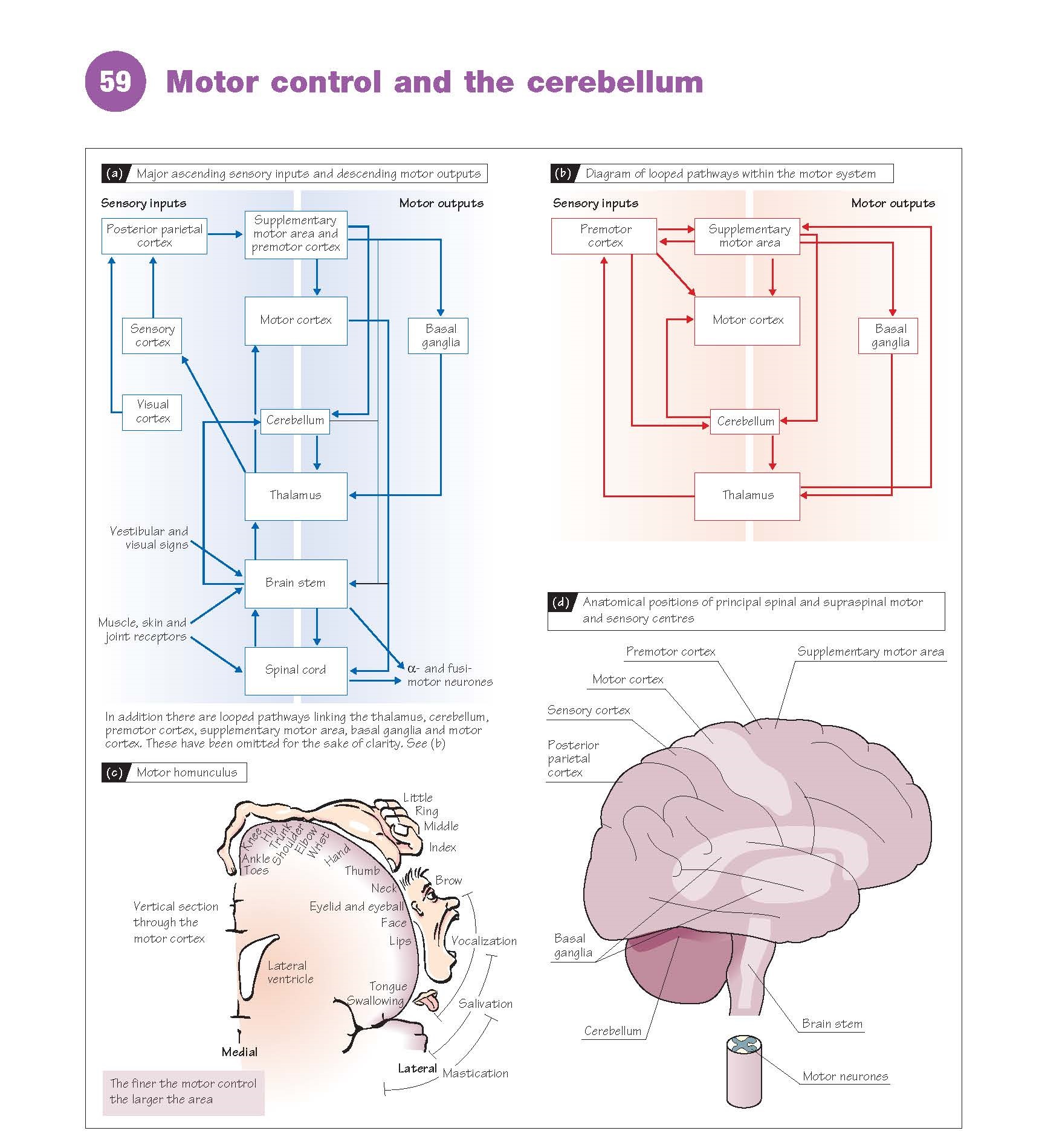 Motor Control And The Cerebellum pediagenosis