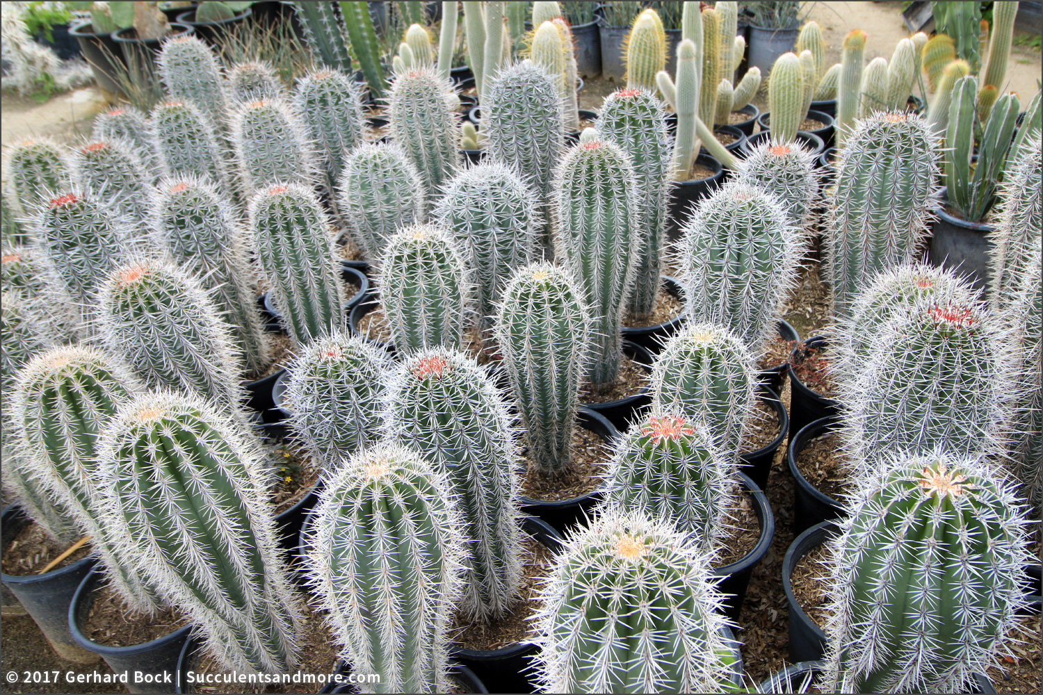 Succulentore Sunland Cactus Nursery Here S An Example Of How Easily Some Cactus Propagate This Is The Paper Spine Tephrocactus Articulatus As It Gets Taller Top Segments Get