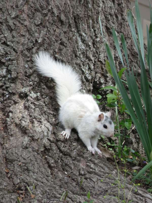 The Travelling Lindfields: The White Squirrels of Brevard in