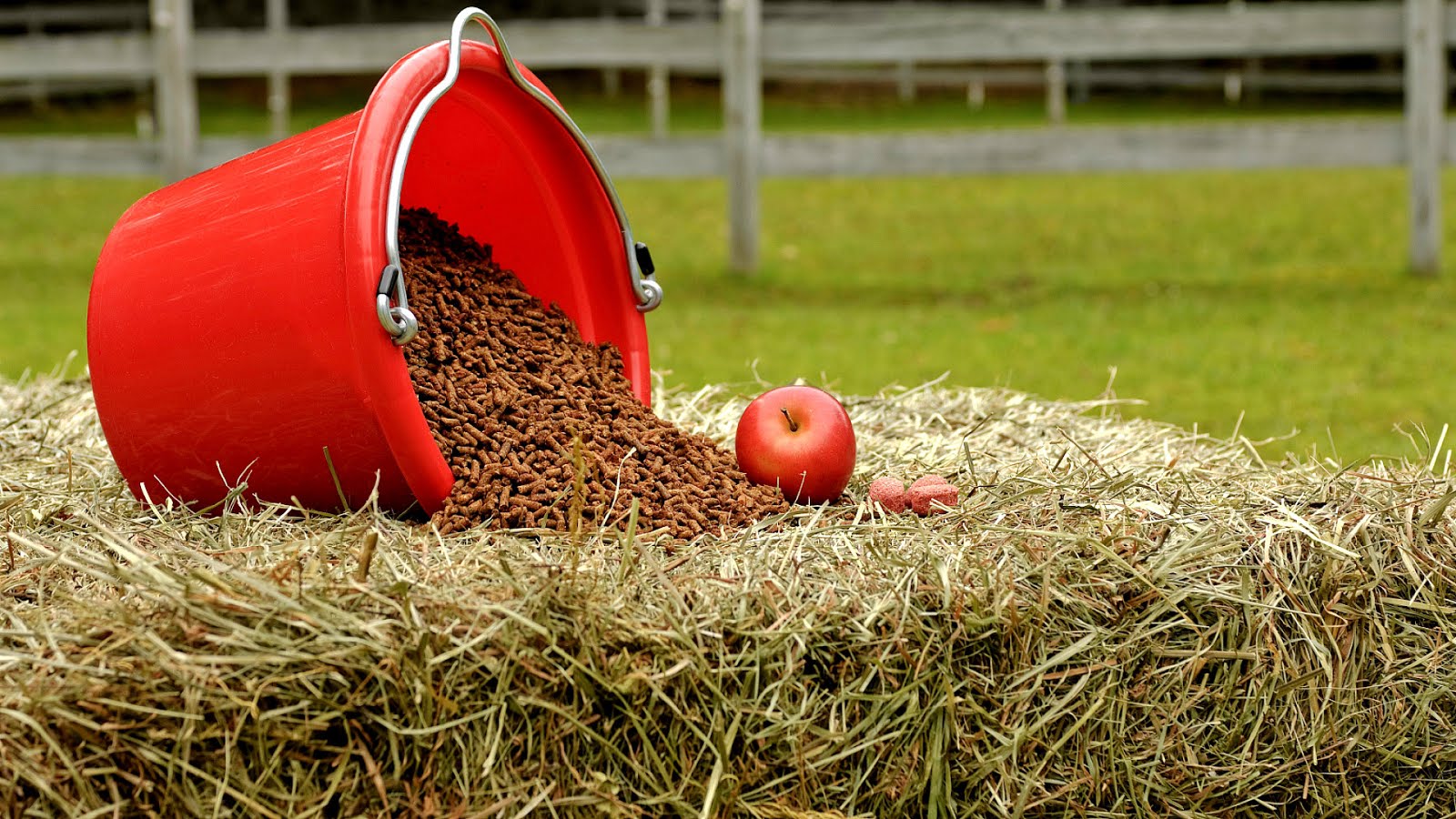 Feeding A Horse Horse Choices