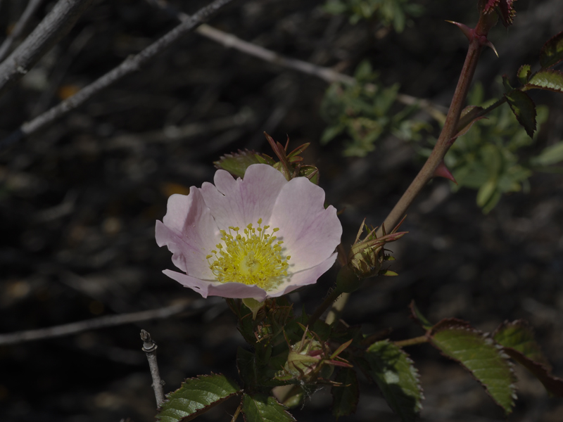 Paseos por la naturaleza Rosa pouzinii. Rosa silvestre.