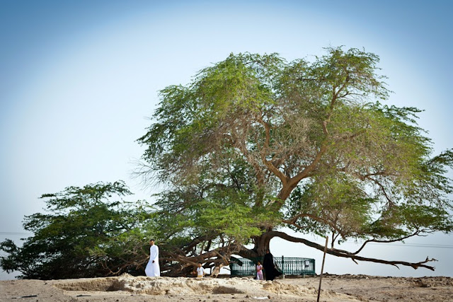 El Árbol de la Vida: Una milagrosa supervivencia en el desierto