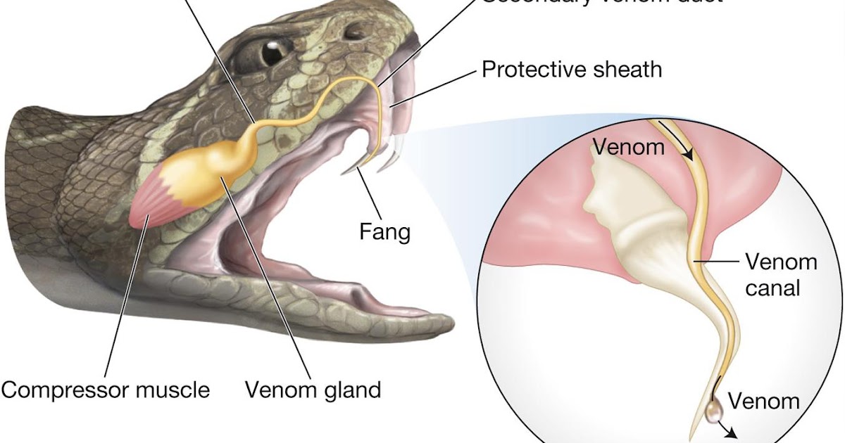 Evolution of venoms Vertebrates Snakes