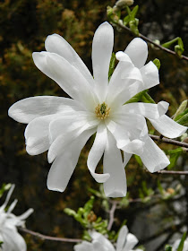 Star magnolia stellata by garden muses-not another Toronto gardening blog