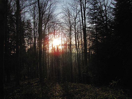 Bezlistne buki przepuszczają jeszcze mnóstwo światła słonecznego do lasu.