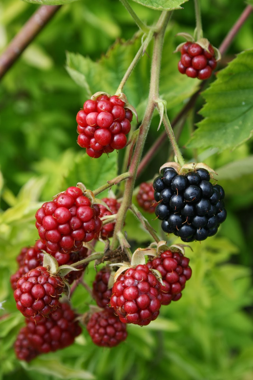 The Fruit Growing Expert Top 5 best Hybrid Berries to grow