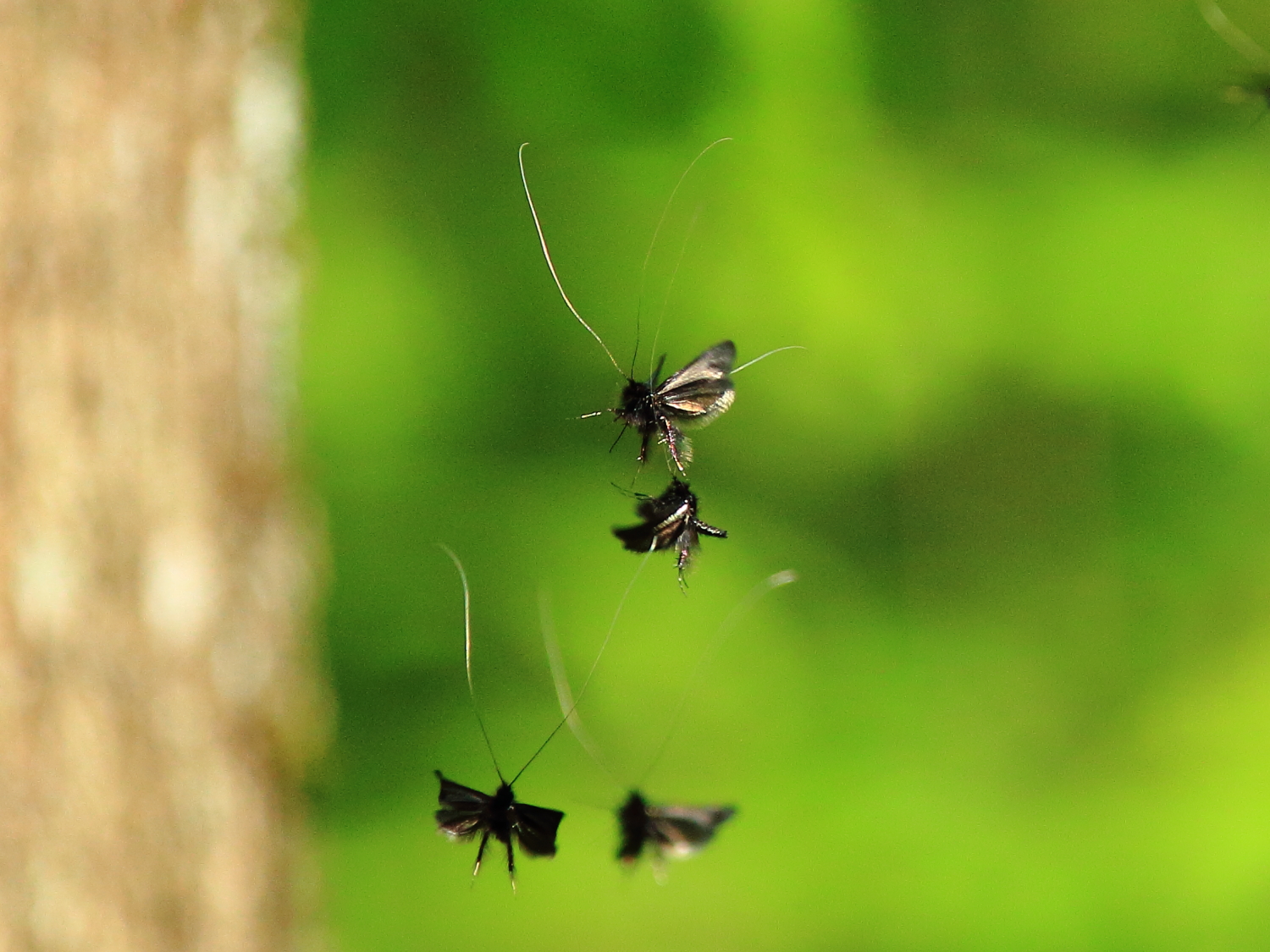 PassionApiculture. Le blog de l