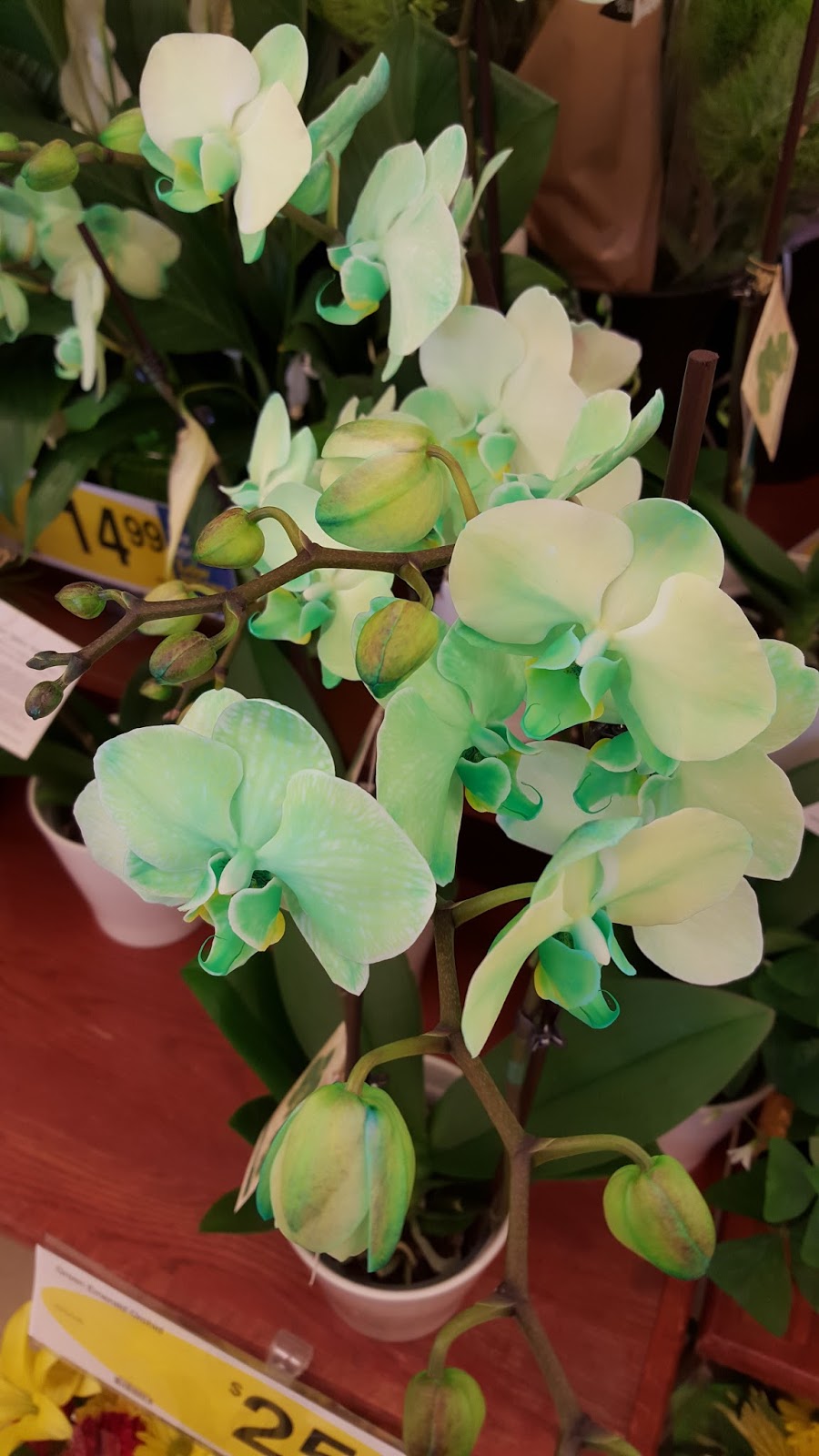 Co Horts Luck O The Irish Shamrocks Rock