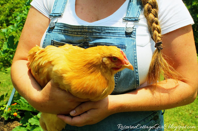 Woman in blue jean overalls and long braided hair holds a gold colored chicken. from Is it worth it by RosevineCottageGirls.com #Farmlifestyle #farm #countryliving #countrylife #garden #vintagesundress #simpleliving