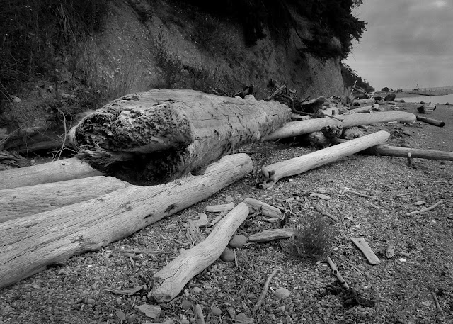 Stump Art - Photo by Kevin Imper