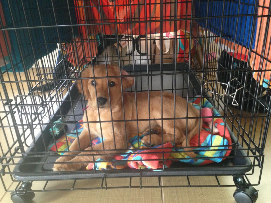 Why is Puppy Socialisation so Essential? Australian Dog Lover