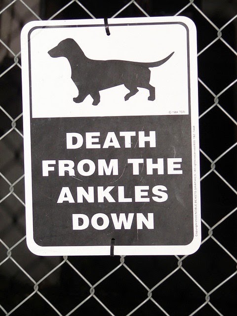 Funny Dachshund Dog Warning Sign Joke Picture - Death from the ankles down