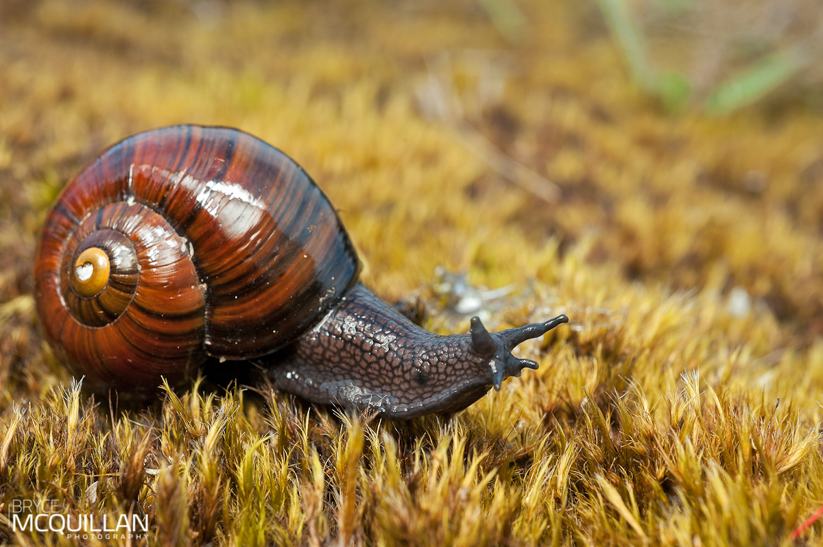 Bryce McQuillan Macro Photography Slugs/Snails and Velvet Worms