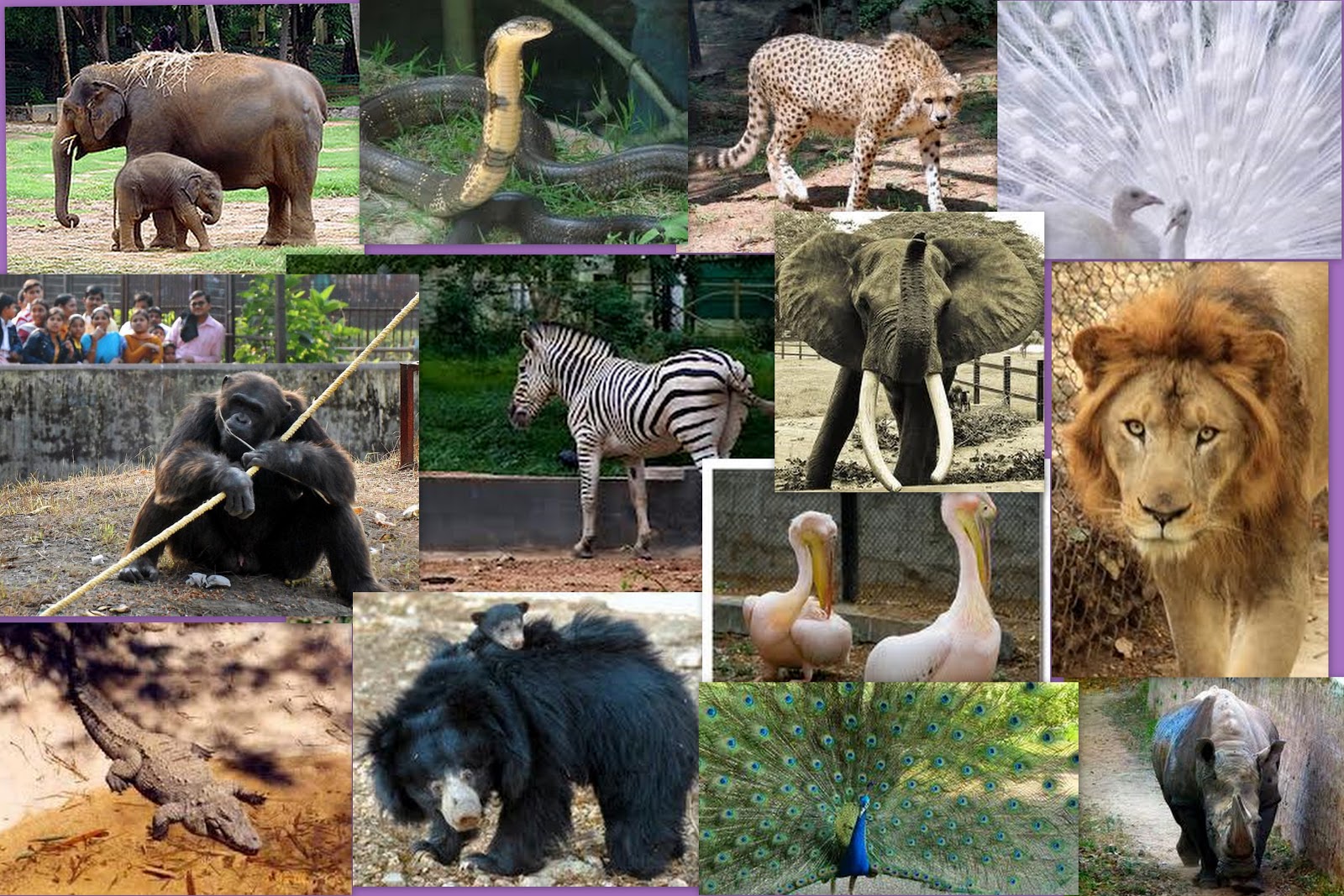 Животные в зоопарке их