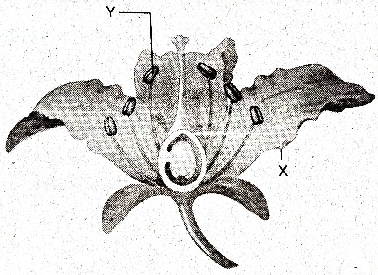 Contoh Soal Ulangan Harian Reproduksi Pada Tumbuhan Dan Hewan Ipa Smp Kelas 9 Kurikulum 2013