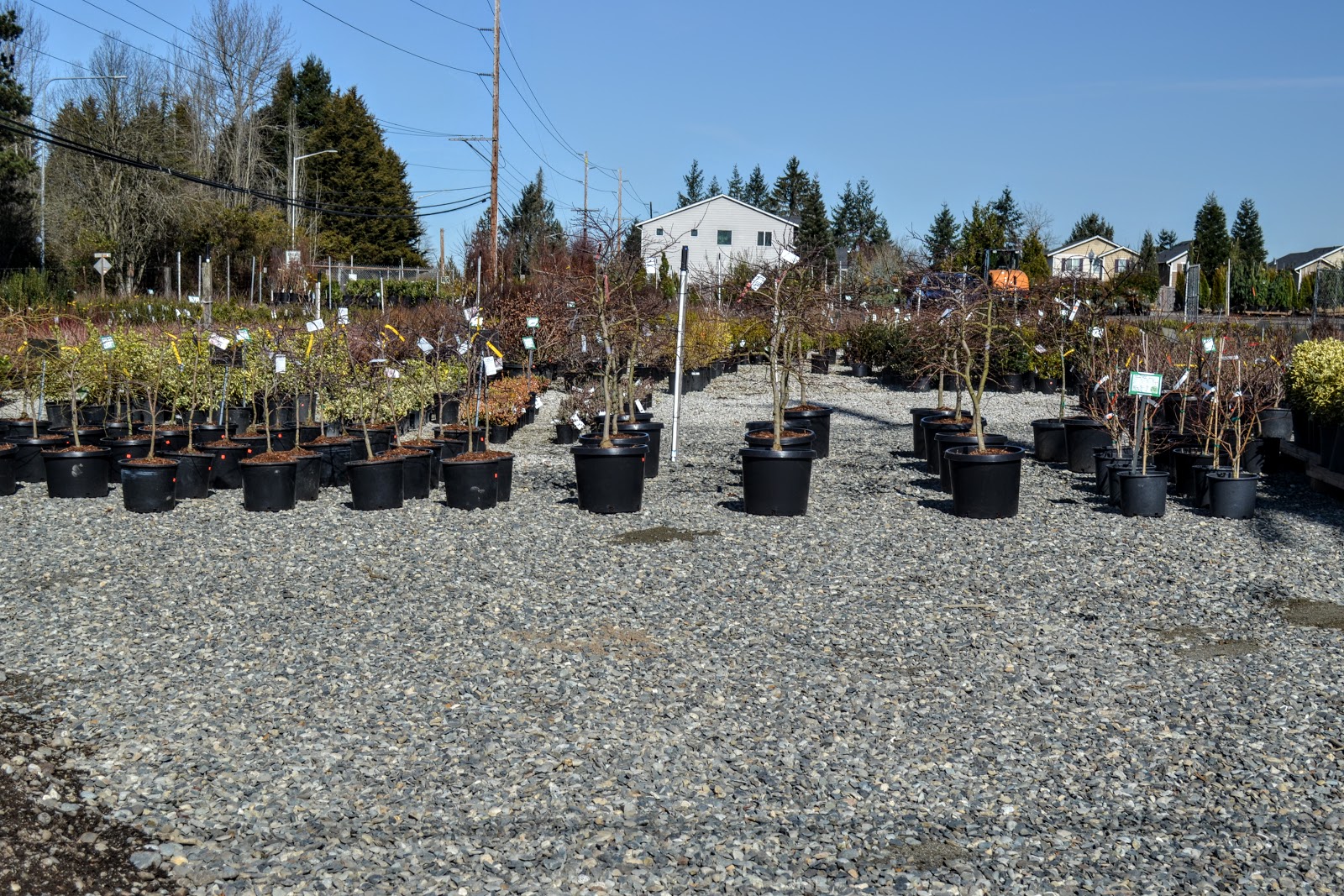 The Outlaw Gardener Kent East Hill Nursery Off to a Great Start!