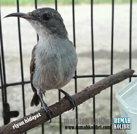 Cara Memilih Kolibri Ninja Betina Untuk Breeding Atau Setingan Betina Rumah Kolibri