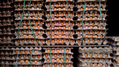 Distributor Telur Ayam Murah Berkualitas di Purwakarta