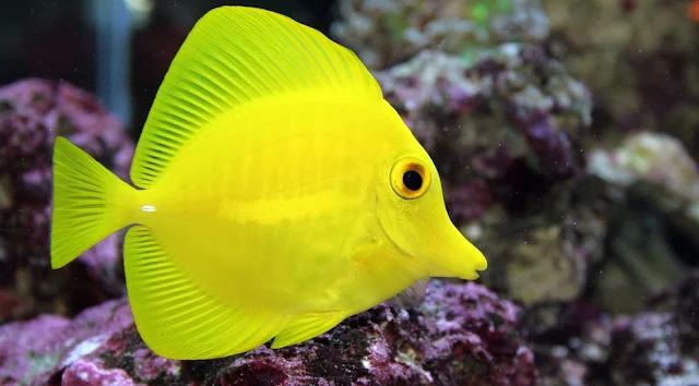 Gambar Ikan Yellow Tang - Budidaya Ikan
