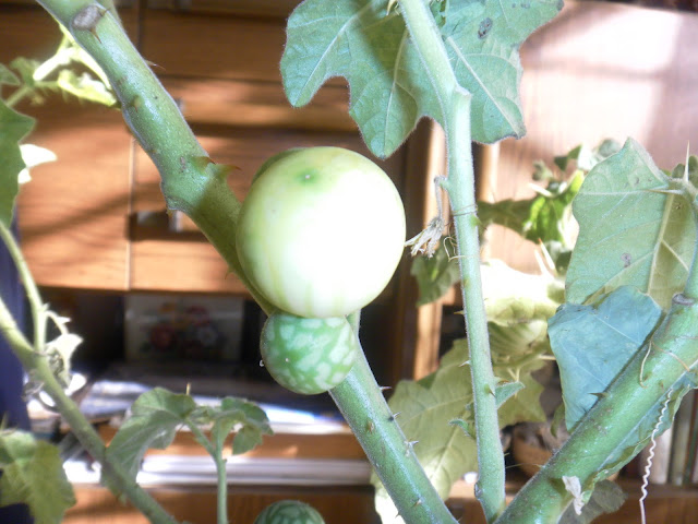 Tropical Soda Apple, Juá-bravo (Solanum viarum)