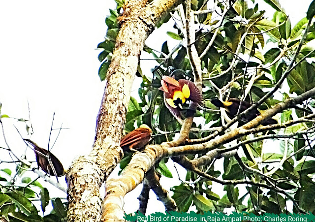 Wisata nonton burung di Papua Barat