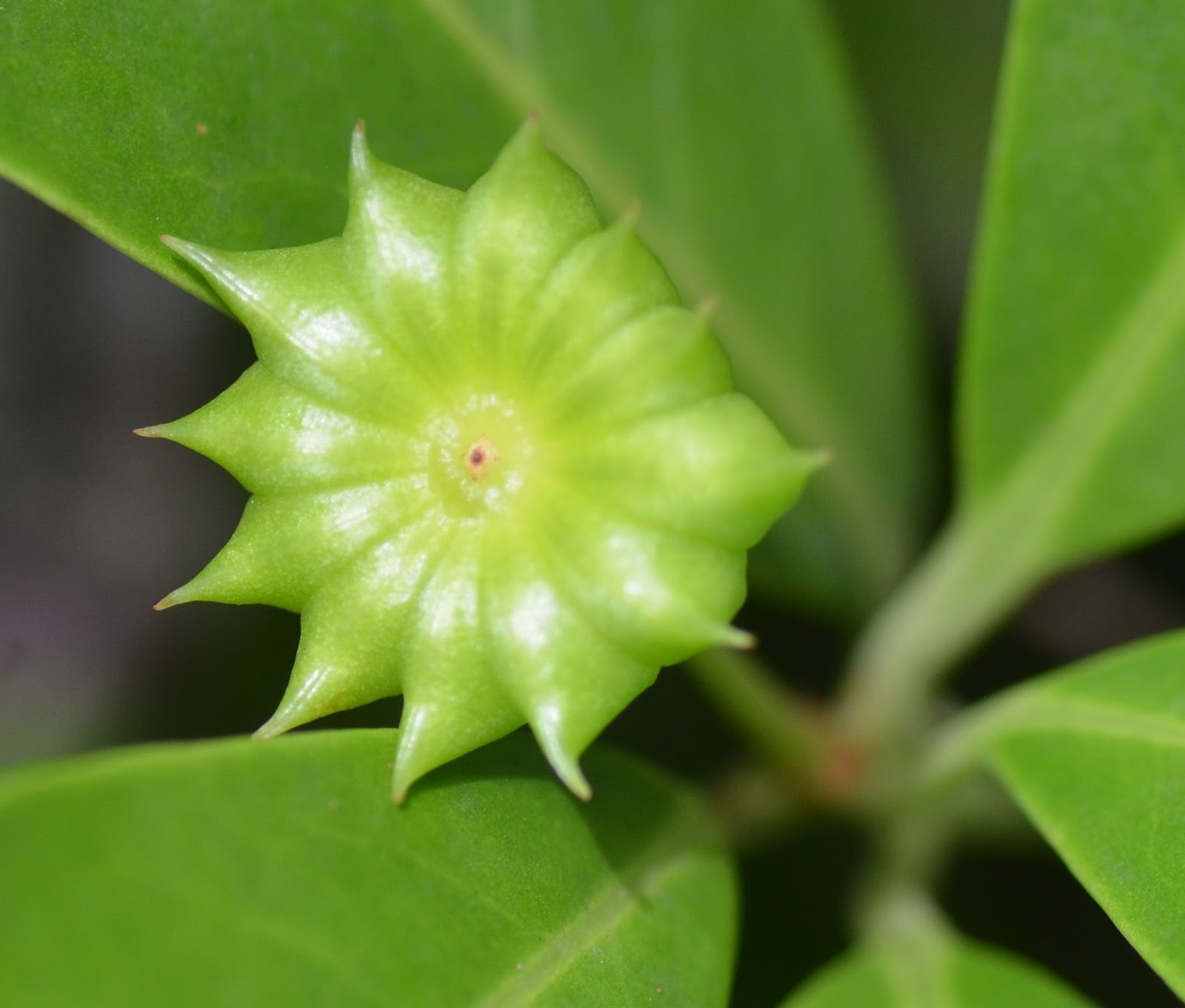 Wednesday's Wildflower Star Anise & Florida Anise