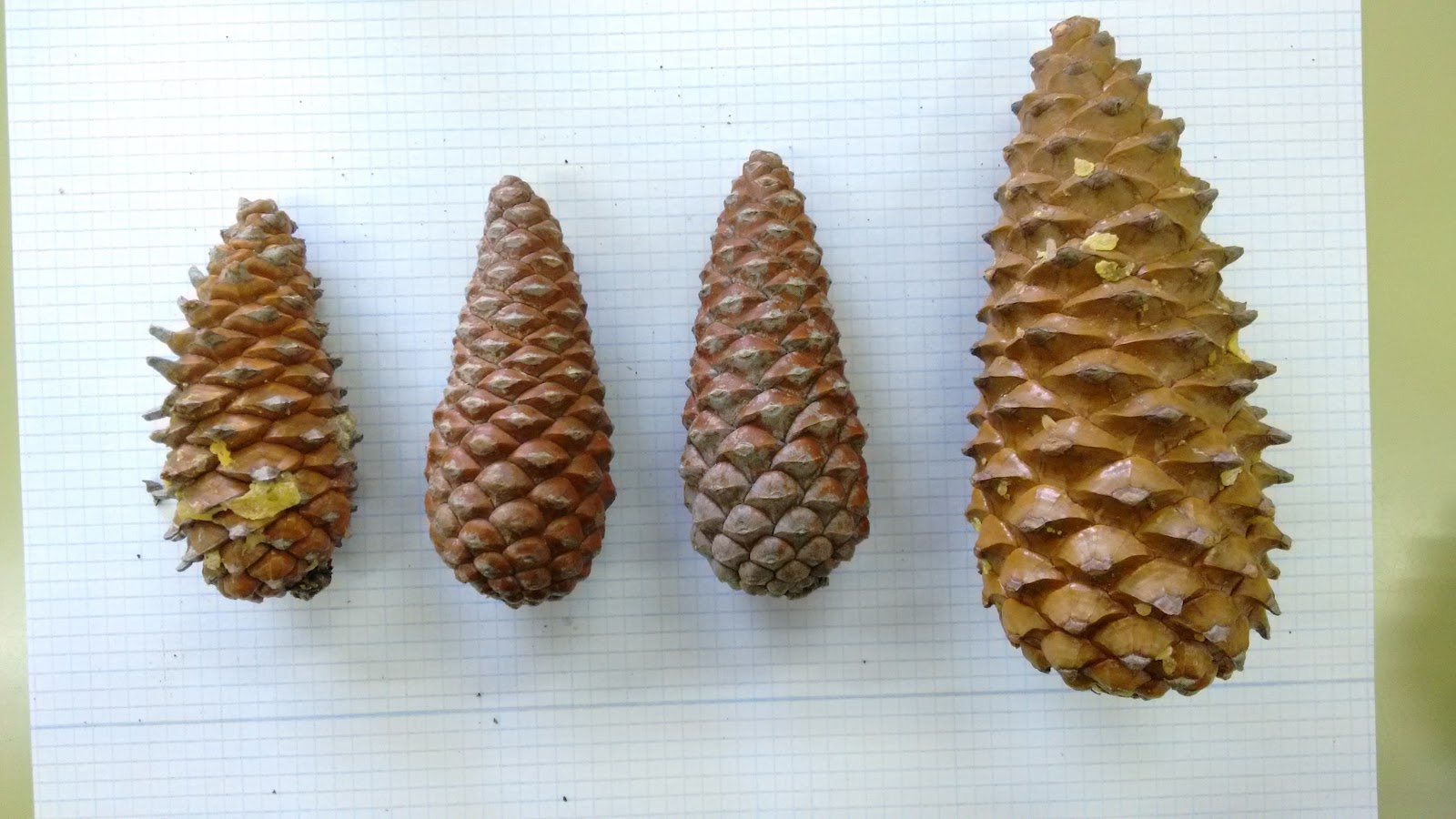 Natural MR: Diferenciando pinos